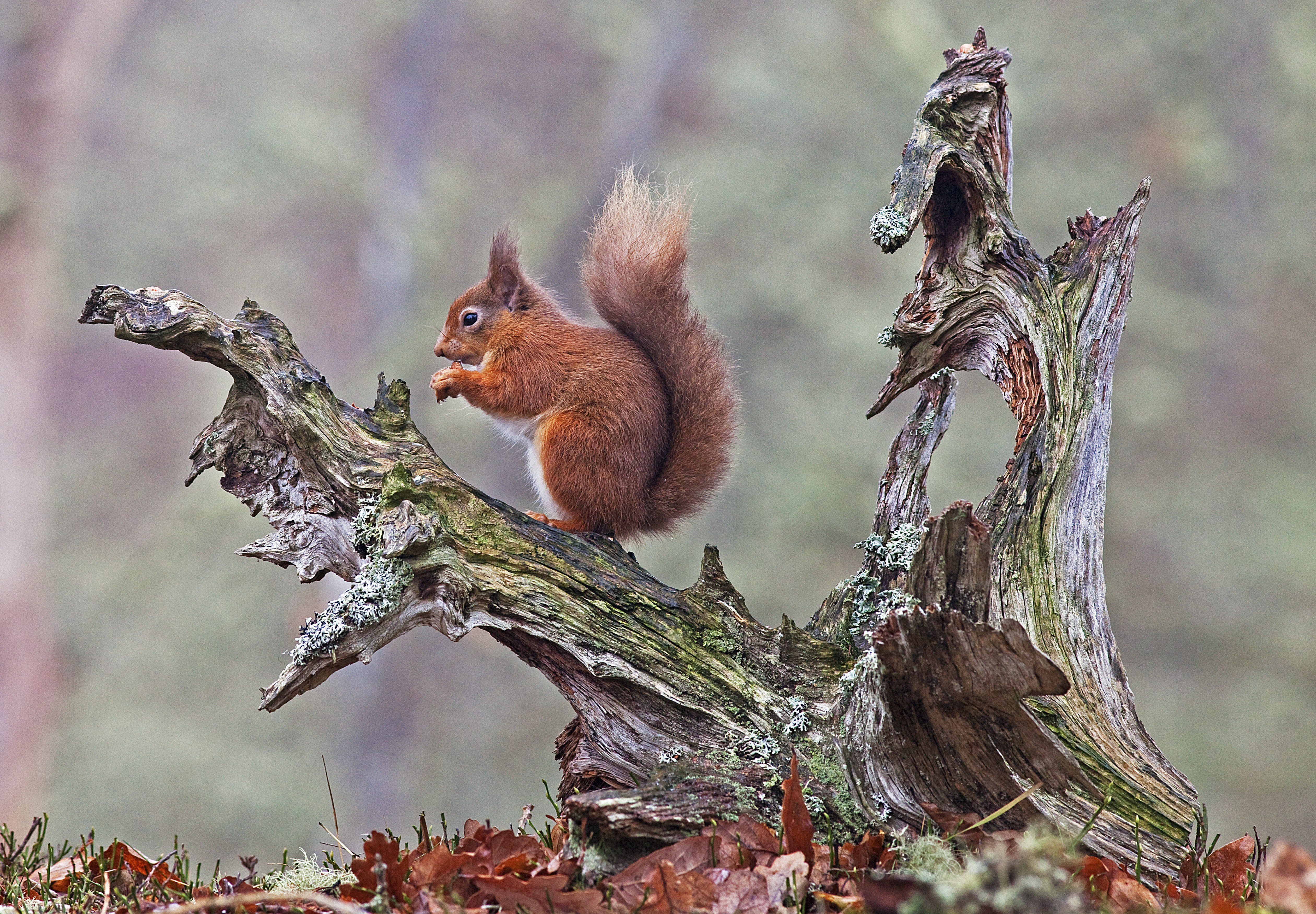 British Wildlife